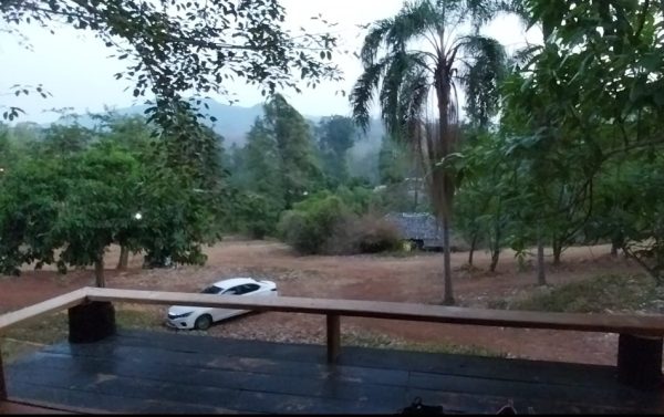 Morning in the jungle
