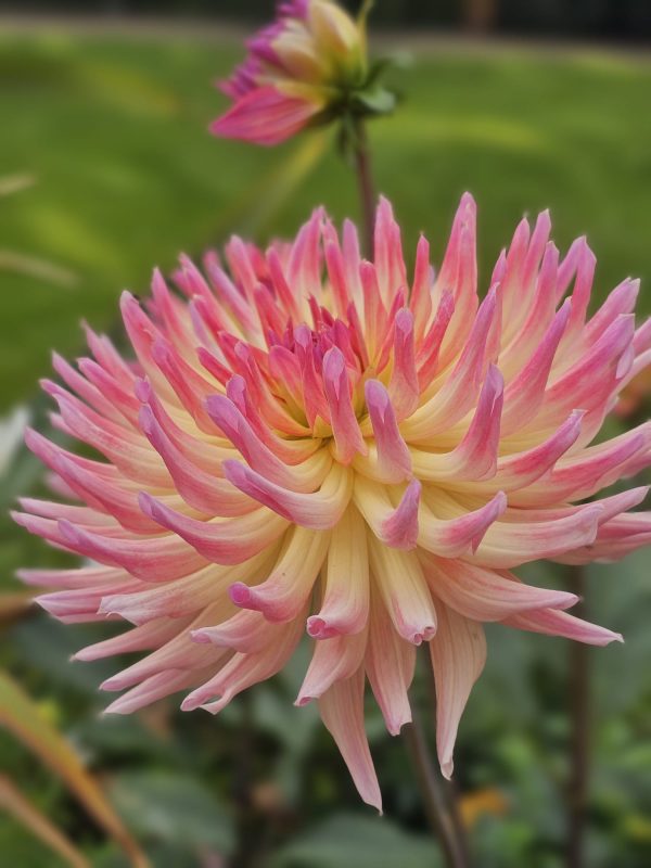 Piang flowers