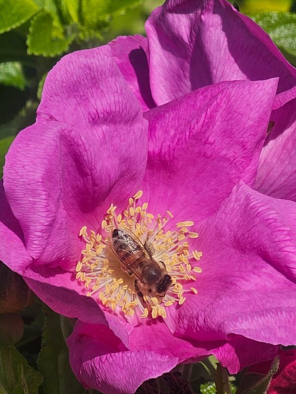 Nature