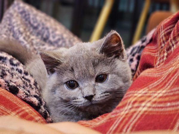 Kitty world