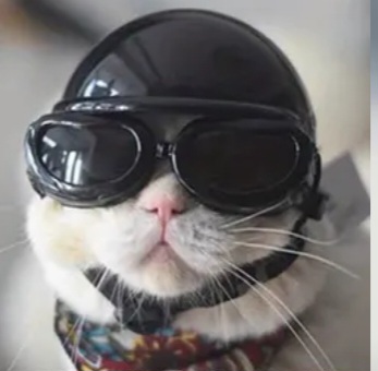 Cool cat