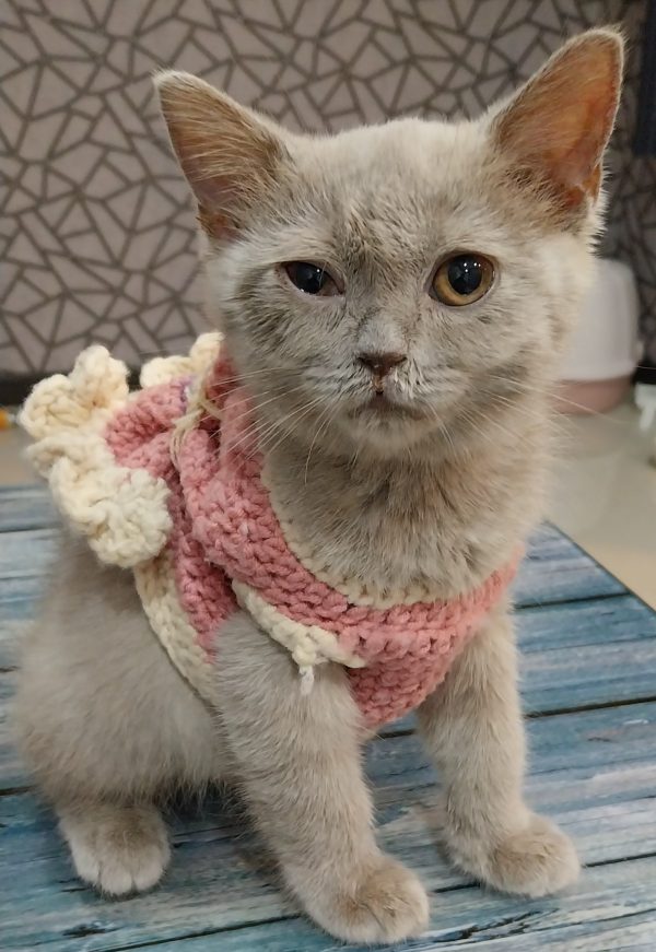 ms. Cat Universe