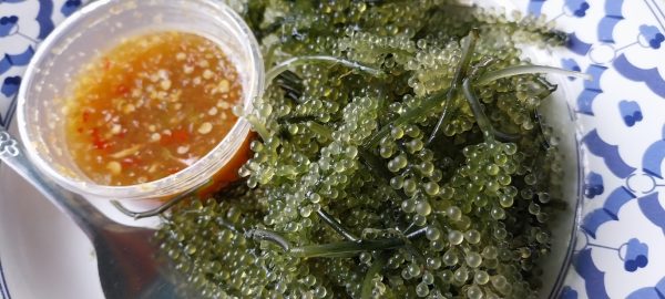 Sea grapes