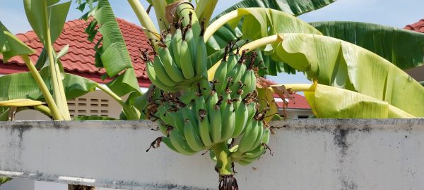 Small bananas