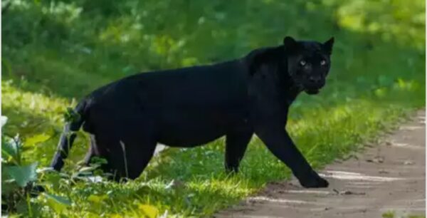 Black Panther